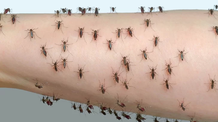 Mosquitos: calor y lluvias, la peligrosa combinación que favorece al dengue