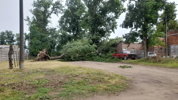 Varios destrozos en toda la ciudad