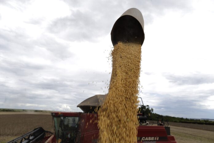 El poder de compra de los granos medido contra los fertilizantes se destruyó en las últimas semanas
