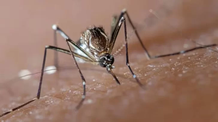 Hay cuatro casos de dengue confirmados en Tandil