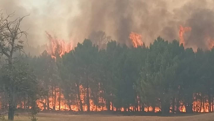 Siguen sin poder controlar el incendio forestal en campos de Ruta 88