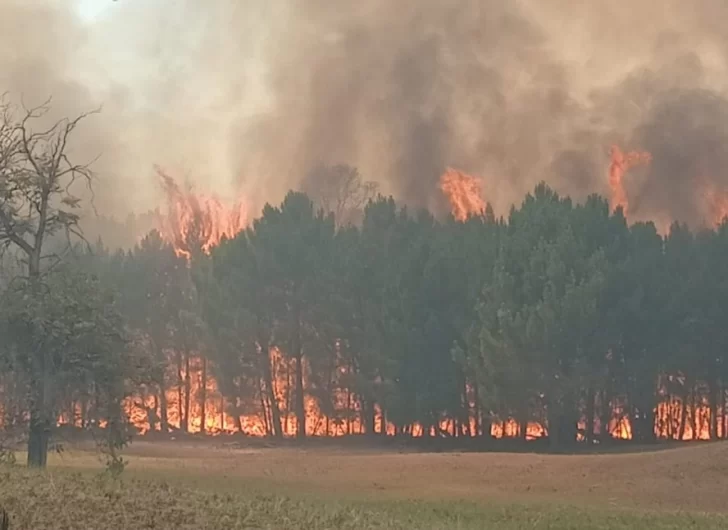 Siguen sin poder controlar el incendio forestal en campos de Ruta 88