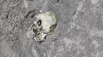 Macabro: hallaron un cráneo humano en una playa de Mar del Plata