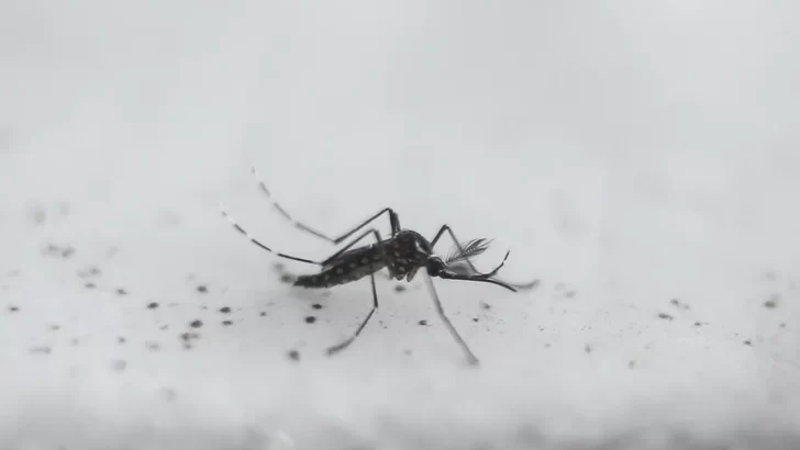 Aumentan los casos confirmados de dengue en la provincia de Buenos Aires: ¿Cómo prevenir?