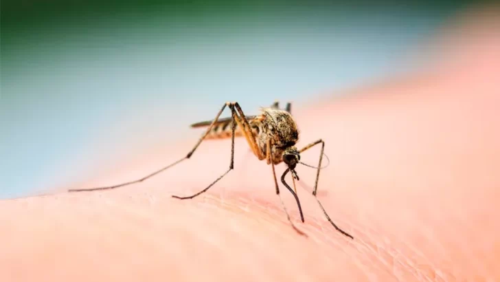 La invasión de mosquitos no da tregua: de dónde provienen y hasta cuándo durará