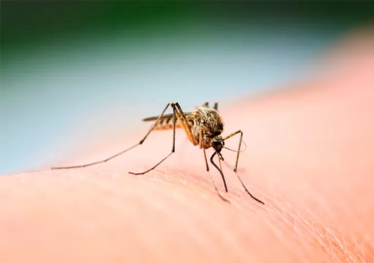 La invasión de mosquitos no da tregua: de dónde provienen y hasta cuándo durará