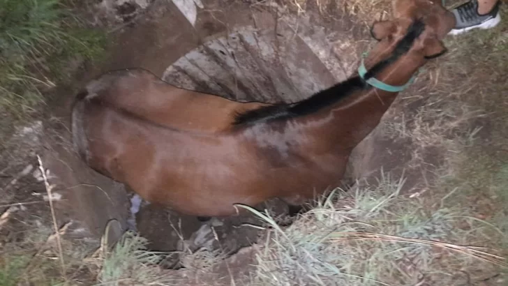 Rescataron un caballo que cayó en pozo ciego