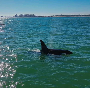 Orcas en la escollera Sur