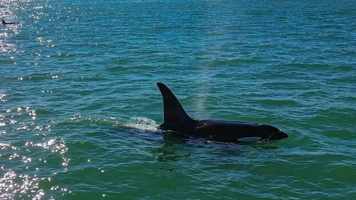 Orcas en la escollera Sur