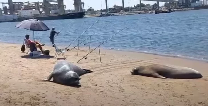 Los elefantes marinos siguen visitando nuestras costas