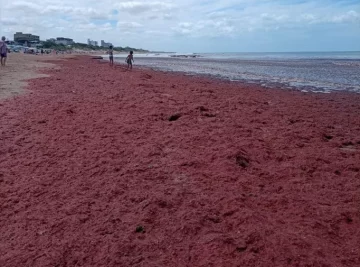 Volvieron las algas rojas a la playa: a qué obedece el fenómeno