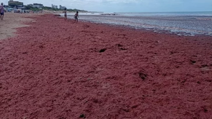 Volvieron las algas rojas a la playa: a qué obedece el fenómeno