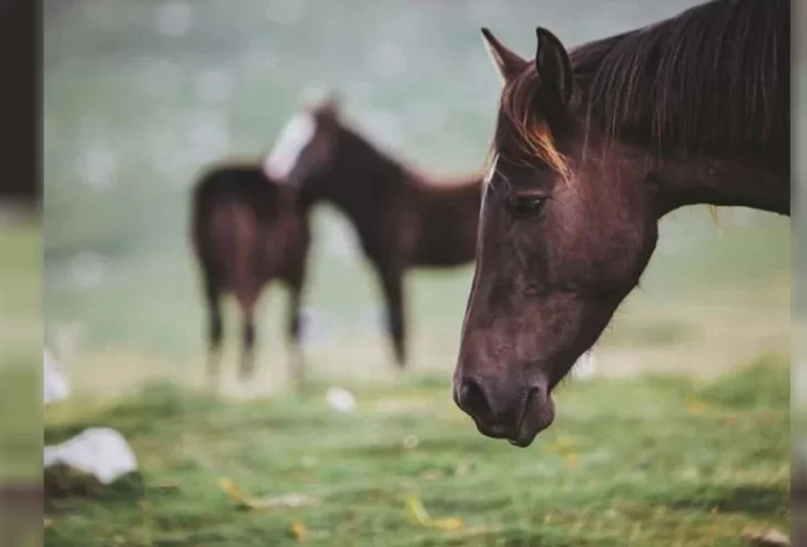 Se reportó un caso de encefalitis equina en Necochea