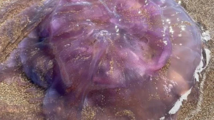 Llamativa medusa en la zona de Karamawi