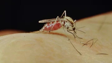 Bromatología aclaró por qué no se aplican insecticidas contra mosquitos