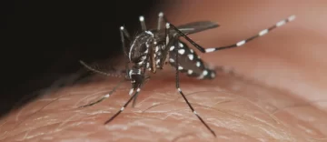 Se registraron más de 50.000 casos de Dengue en una semana