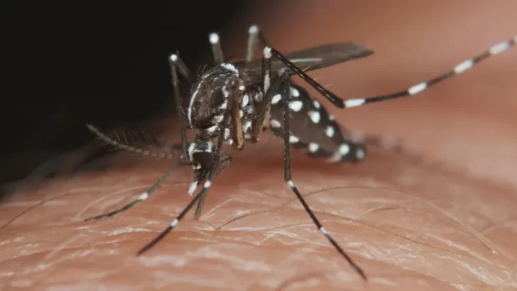 Brote de dengue en provincia de Buenos Aires: situación, prevenciones y uso de repelentes