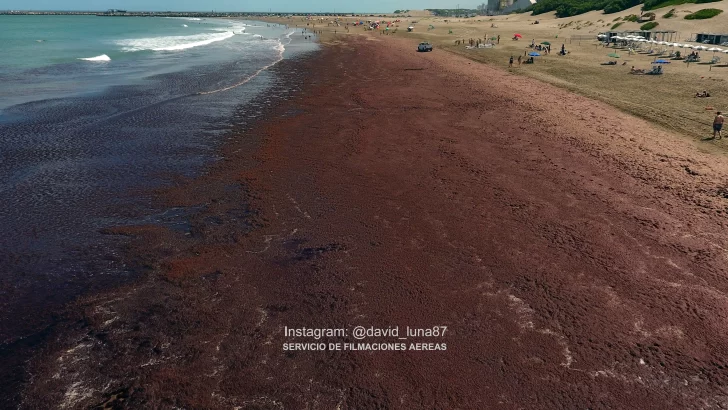 Impresionantes imágenes de las algas de Quequén desde un dron
