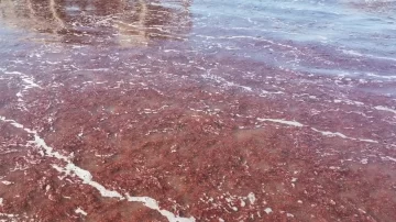 Las algas invaden las playas de nuestra ciudad