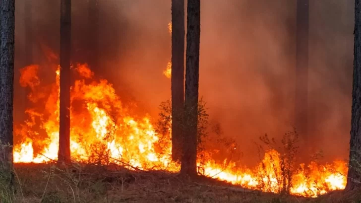 Piden aumentar la prevención para evitar incendios forestales