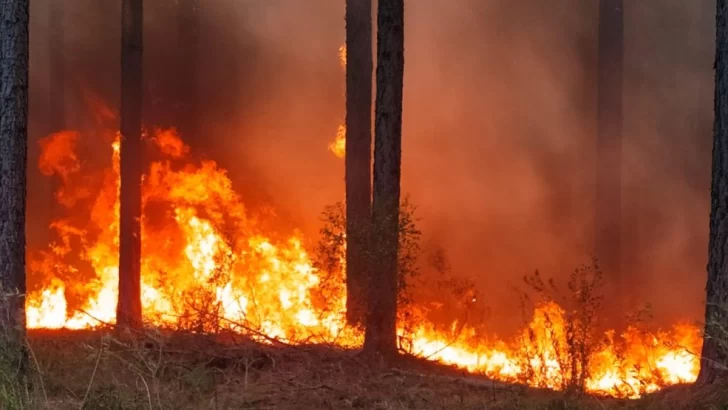 Piden aumentar la prevención para evitar incendios forestales