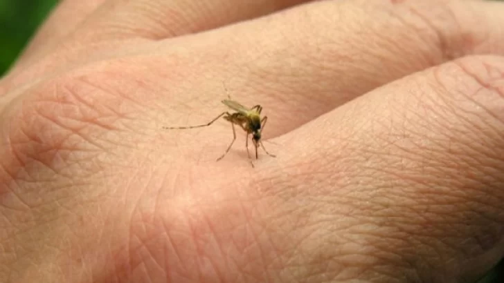 ¿Hasta cuándo seguirá la invasión de mosquitos en Necochea?