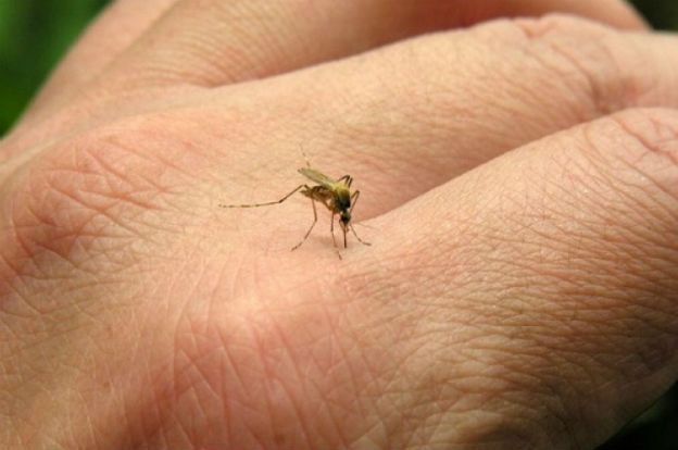 ¿Hasta cuándo seguirá la invasión de mosquitos en Necochea?