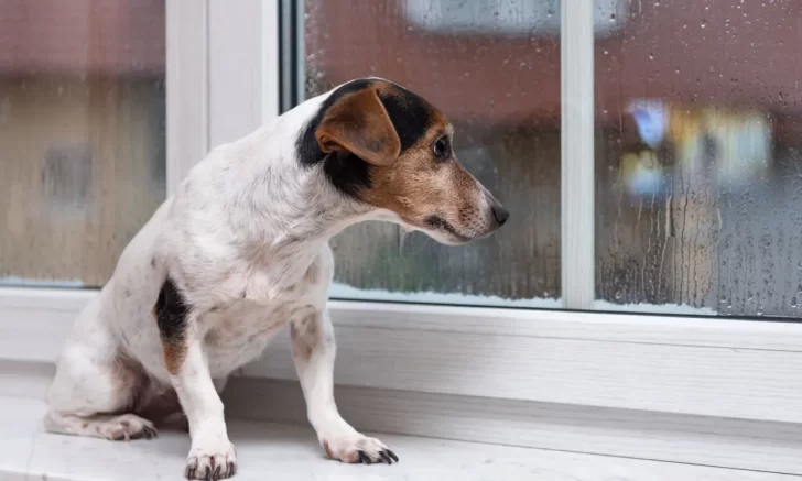 “No se aceptan mascotas”: un verdadero problema que afrontan los inquilinos