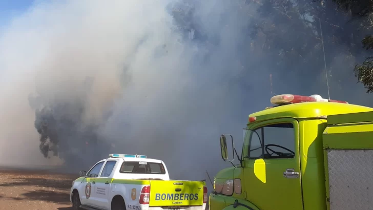 Incendio forestal: bomberos actúan rápidamente para contener las llamas