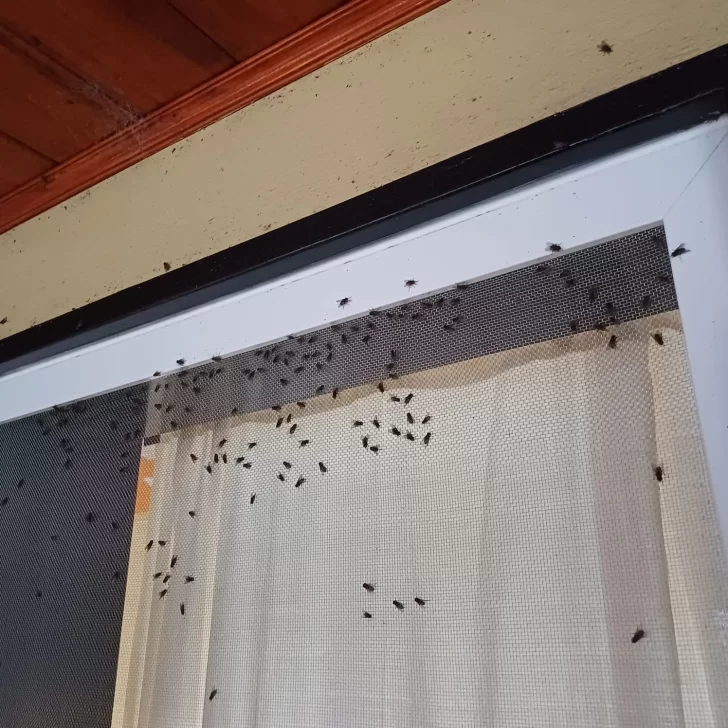 Viven invadidos por moscas ante la falta de higiene de una avícola