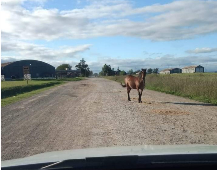 Piden a los vecinos que sean responsables con los animales