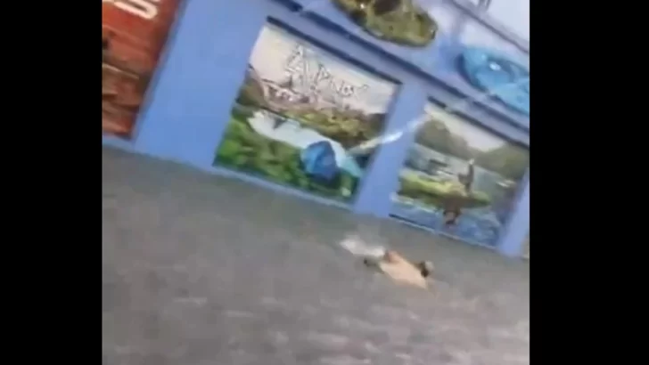 Video: la peligrosa broma de un hombre que se puso a nadar en las calles inundadas de Lanús