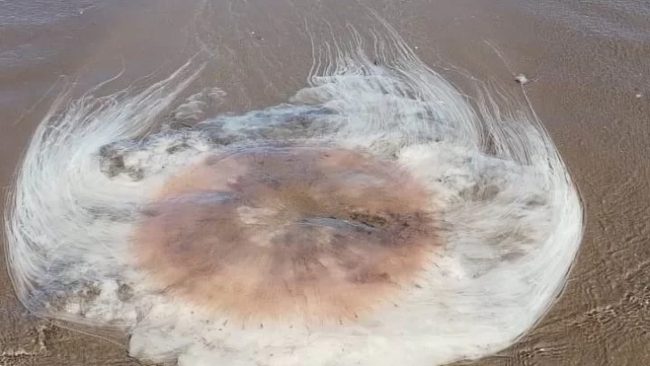 Una medusa gigante en la playa de Monte Hermoso