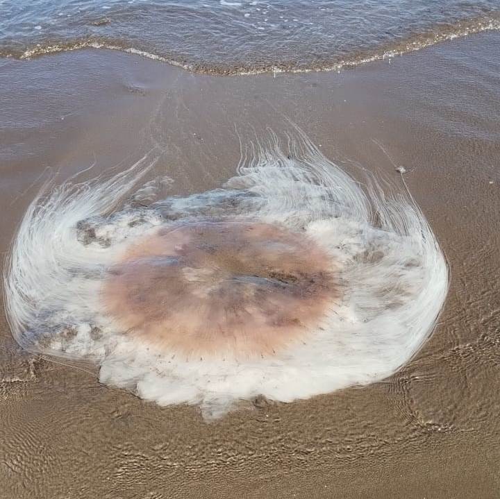 Una medusa gigante en la playa de Monte Hermoso