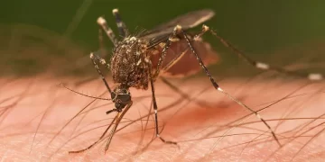 Necochea sigue libre de dengue pero hay más de 25 mil casos confirmados en la provincia