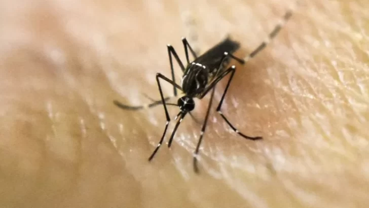 Dengue: el Gobierno nacional asumiría el compromiso de comprar las vacunas e incluirlas en el calendario