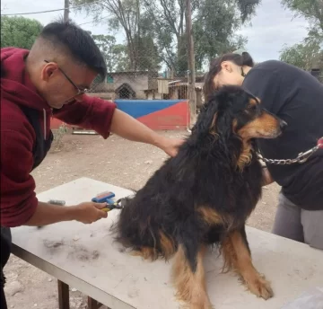 Peluqueros voluntarios cortaron pelos y uñas a los perritos del Caan