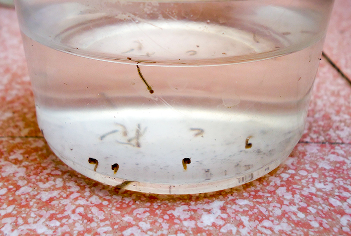 Bromatología pide que acerquen las muestras de agua con presencia de larvas de mosquitos