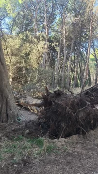 Los fuertes vientos derribaron un árbol del Circuito Aeróbico