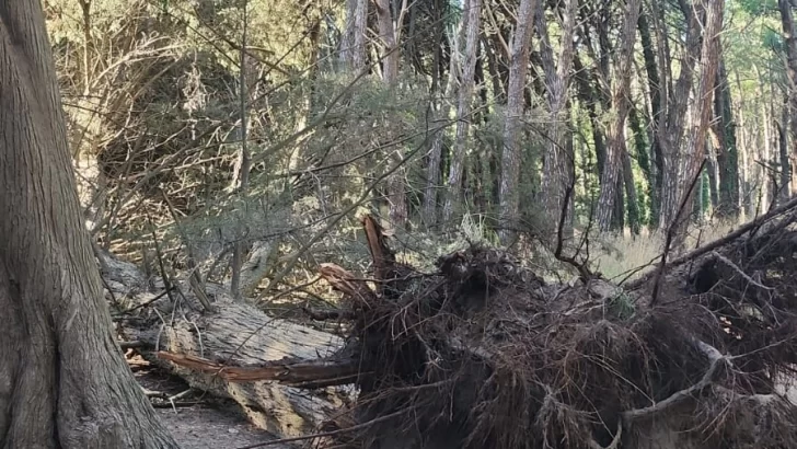 Los fuertes vientos derribaron un árbol del Circuito Aeróbico