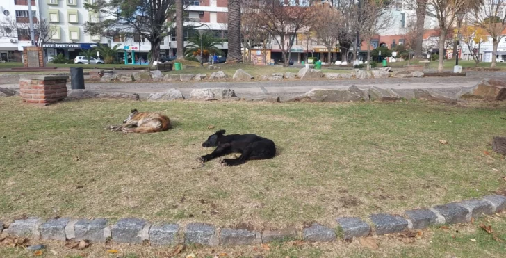 Los mimados de la plaza San Martín