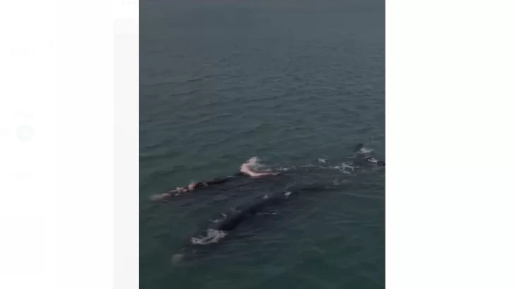 Las ballenas empiezan a pasar por las playas de Necochea y Quequén