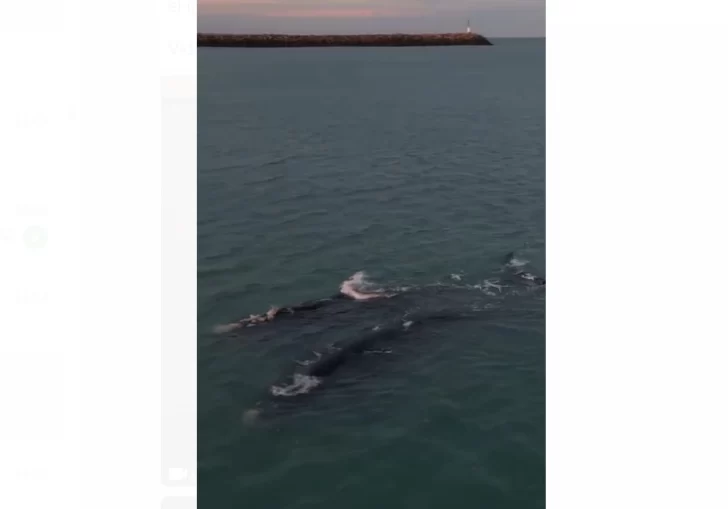 Las ballenas empiezan a pasar por las playas de Necochea y Quequén