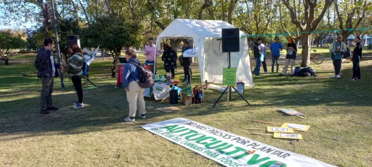 Pidieron que se aplique la ordenanza que permite el autocultivo de marihuana