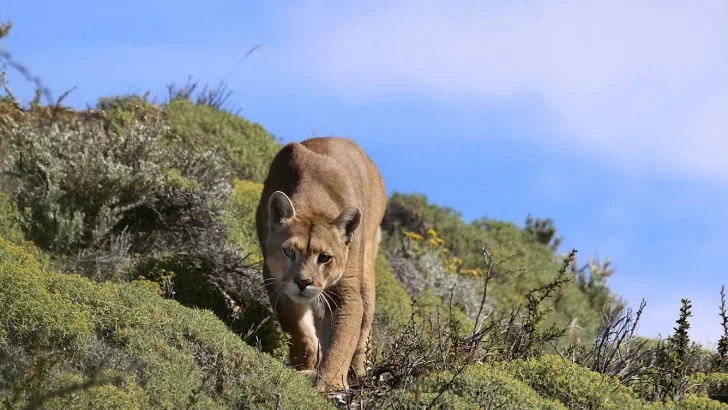 Recorren el parque Miguel Lillo ante la posible presencia de un puma