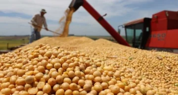 El Gobierno espera que se acelere la liquidación de divisas por la cosecha de soja: cómo viene el ingreso de dólares