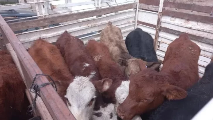 Dos años de prisión para un encargado que intentó robar ocho cabezas de ganado