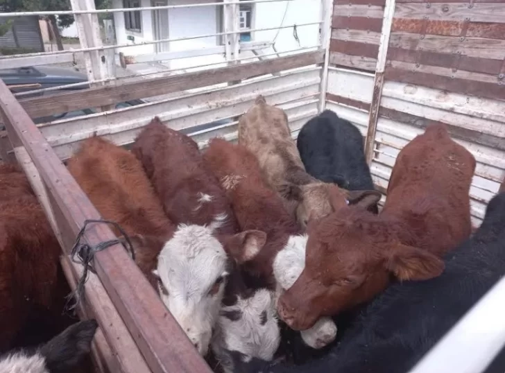 Dos años de prisión para un encargado que intentó robar ocho cabezas de ganado