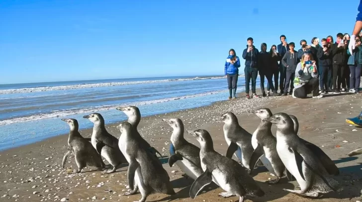 Emocionante regreso al mar de 14 pingüinos magallánicos