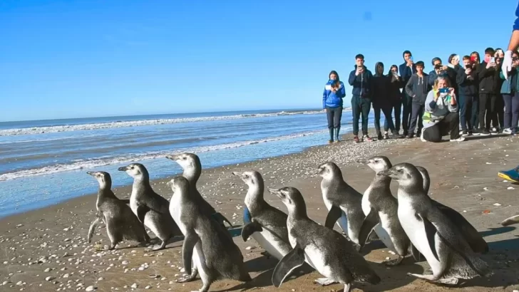 Emocionante regreso al mar de 14 pingüinos magallánicos